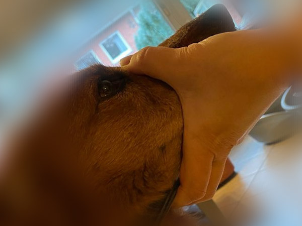 Auch dieser Griff will geübt sein, damit der Hund ihn nicht als Bedrohung empfindet.